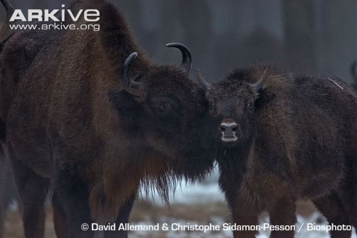 Female-European-bison-grooming-infant - x90-Zimbrul