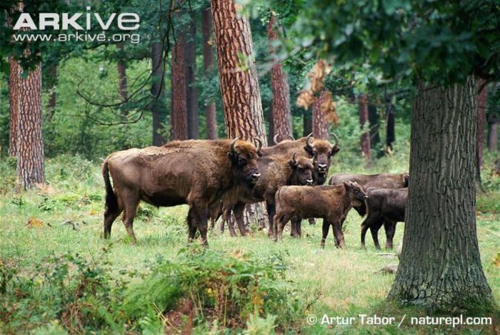 Group-of-European-bison-with-young-calves - x90-Zimbrul