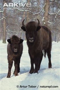 Juvenile-and-older-European-bison-in-snow - x90-Zimbrul