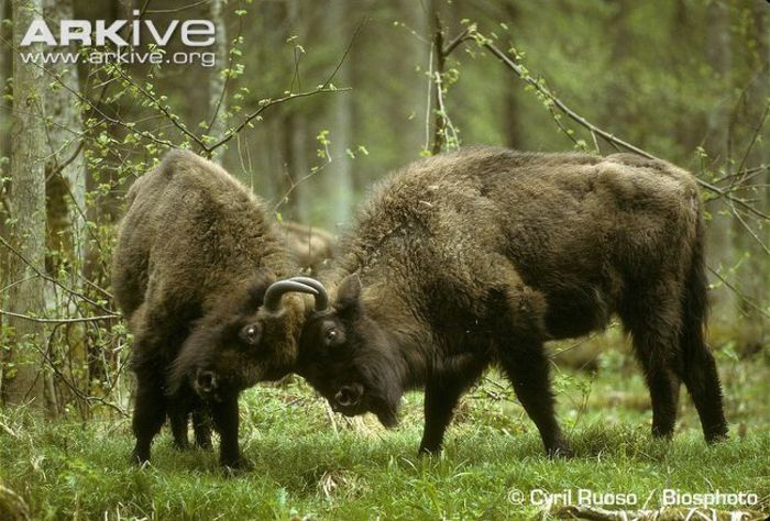 Young-male-European-bison-fighting - x90-Zimbrul