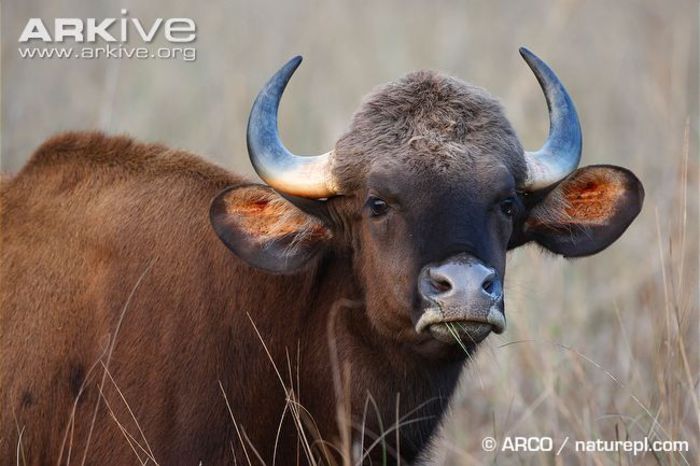 Female-gaur