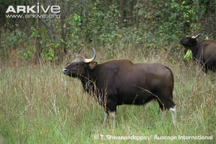 Female-gaur-