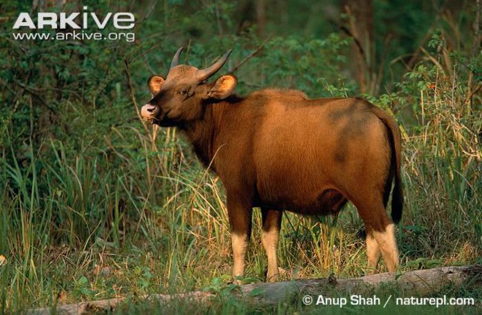 Gaur- - x91-Gaurul