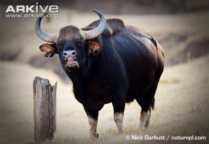 Gaur (1)