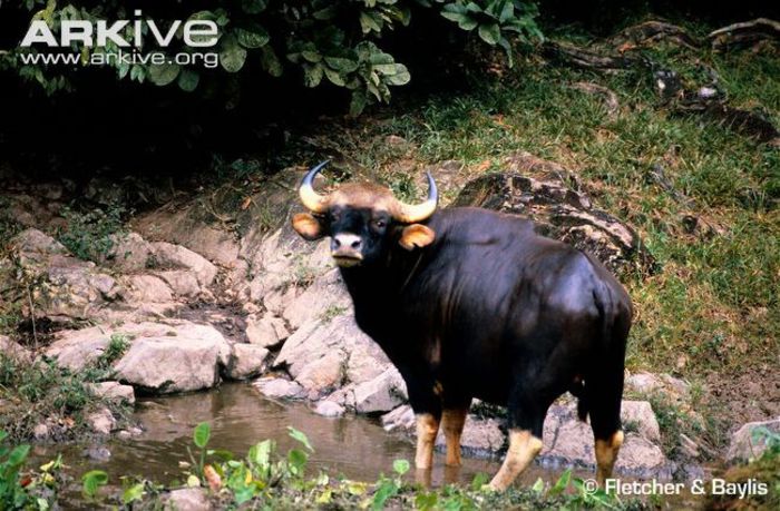 Gaur-at-water - x91-Gaurul