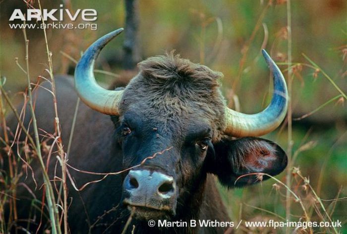 Gaur-feeding