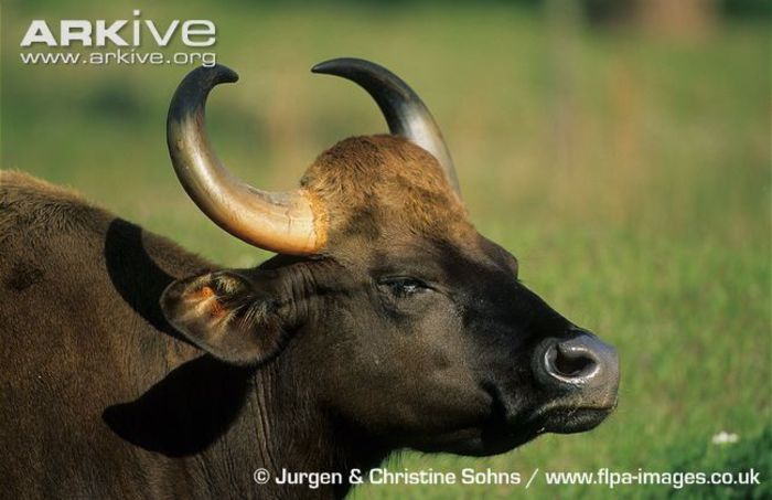 Gaur-head-detail