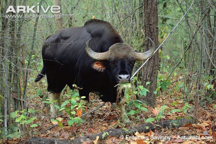 Gaur-male-grazing