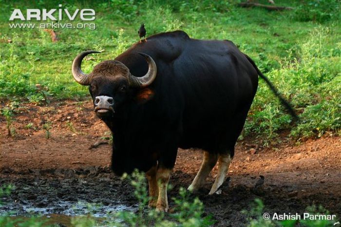 Gaur-next-to-water