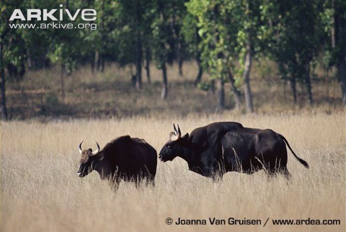 Gaur-pair-in-courtship - x91-Gaurul