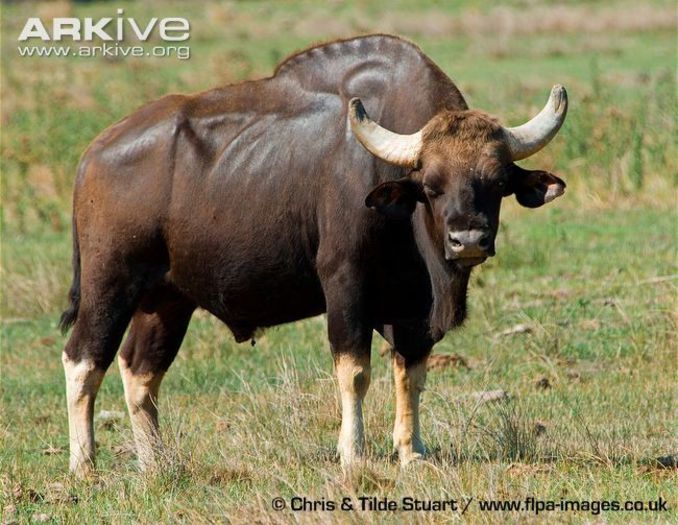 Male-gaur