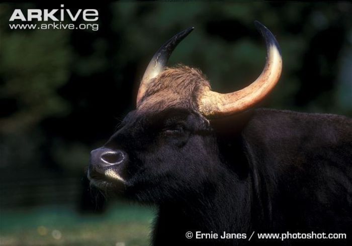 Male-gaur- - x91-Gaurul