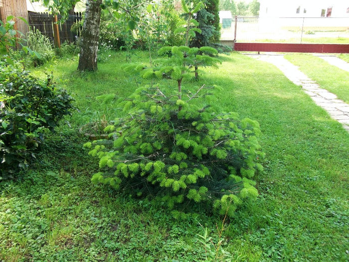 brăduț caucazian - arbusti 2013