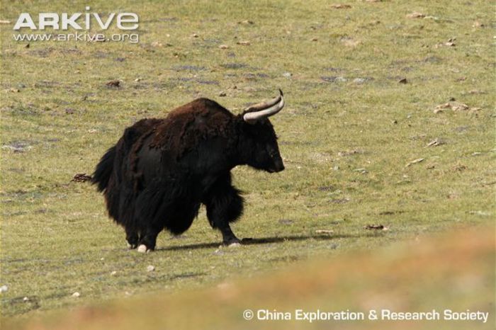 Adult-wild-yak