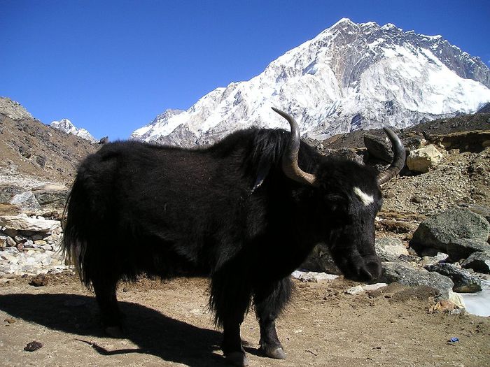 nepal-yak - x92-Iac