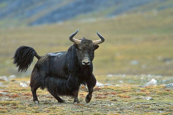 wild-yak