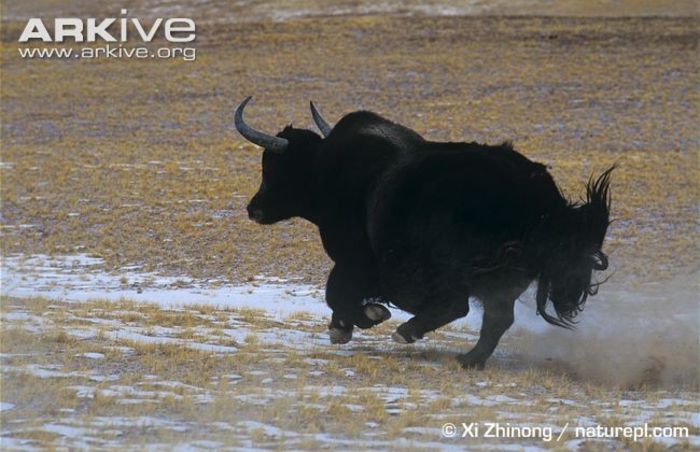 Wild-yak-charging