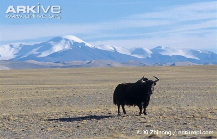Wild-yak-on-Tibetan-plateau - x92-Iac