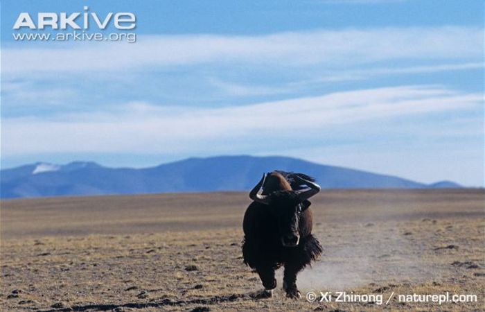 Wild-yak-showing-habitat - x92-Iac