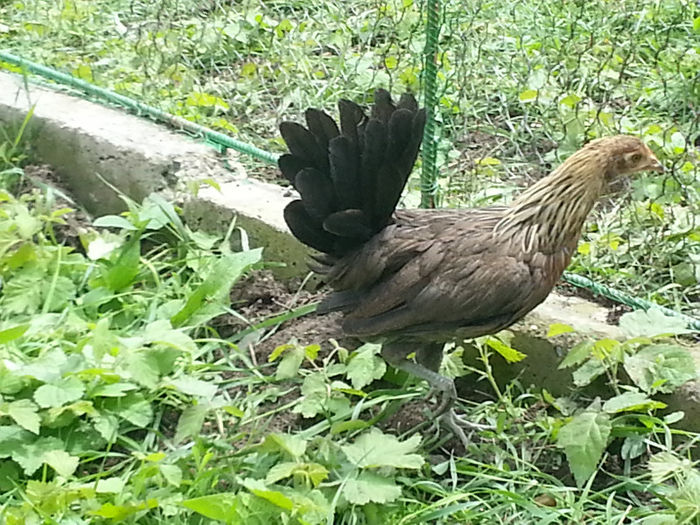 2013-06-02 12.22.46; pheonix talie mica
