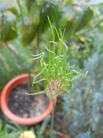 Allium Hair (2013, June 02)
