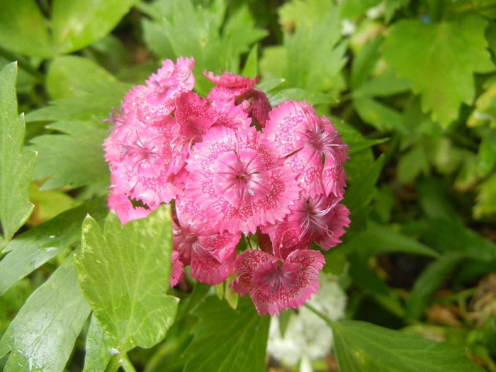 Dianthus barbatus (2013, June 02) - Dianthus Barbatus