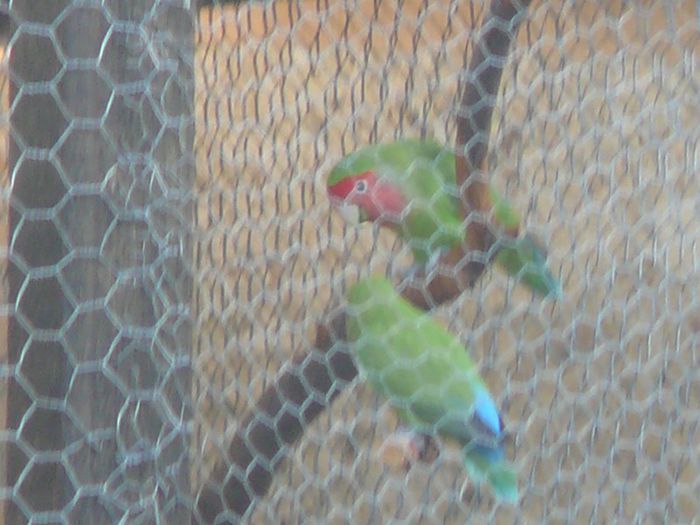 P1060762 - papagali-rossela nimfe agapornis perusi cantatori canari