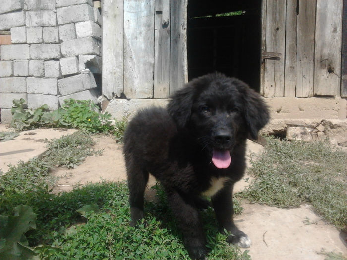 Pui ciobanesc corb; Pui de ciobanesc al unui vecin...
