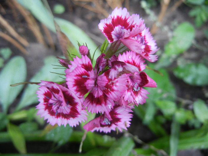 Dianthus barbatus (2013, June 02) - Dianthus Barbatus