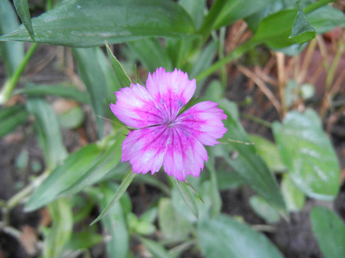 Dianthus barbatus (2013, June 02) - Dianthus Barbatus