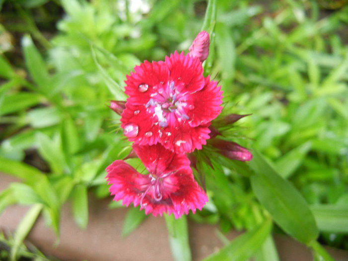 Dianthus barbatus (2013, June 02) - Dianthus Barbatus