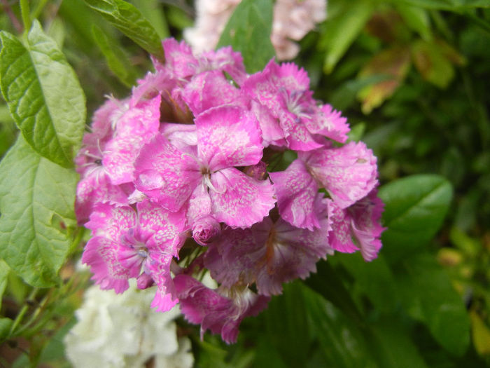 Dianthus barbatus (2013, June 02) - Dianthus Barbatus