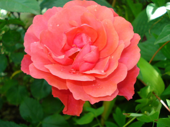 Pink Abundance, Harkness?