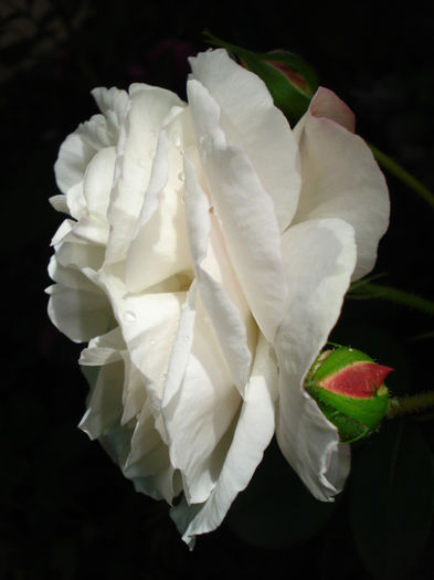 DSC08058