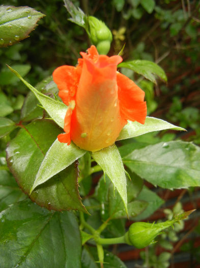 Rose Monica (2013, June 02) - Rose Monica
