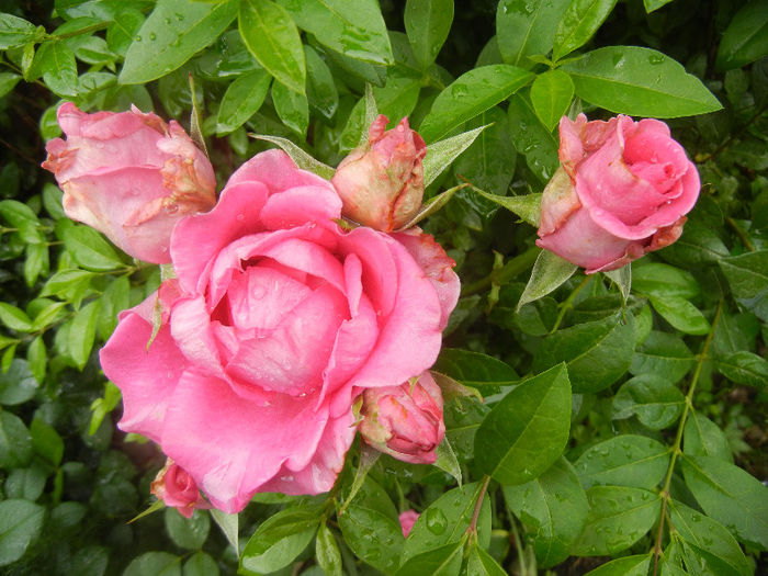 Rose Pink Peace (2013, June 02)
