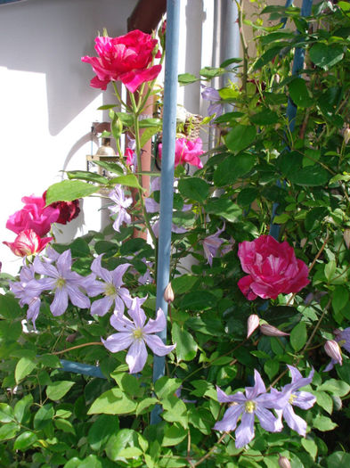 DSC08069 - Clematis 2013