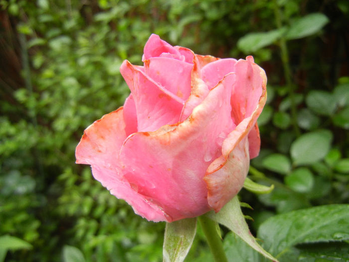 Rose Pink Peace (2013, June 02)
