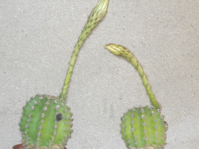 DSCN3967 - cactusi
