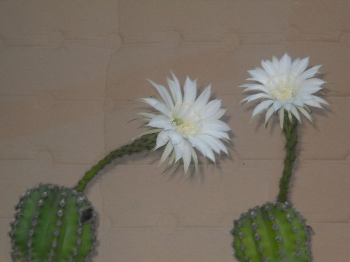 DSCN3974 - cactusi