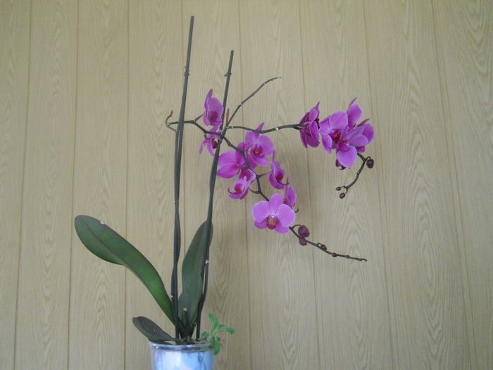 DSCN3969 - orhidee
