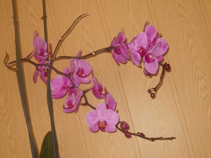 DSCN3970 - orhidee