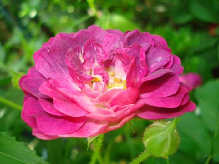 Blue Magenta