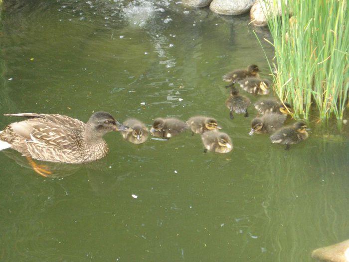 12 PUISORI DIN 12 OUA