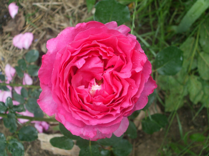 Yves Piaget - vara 2013