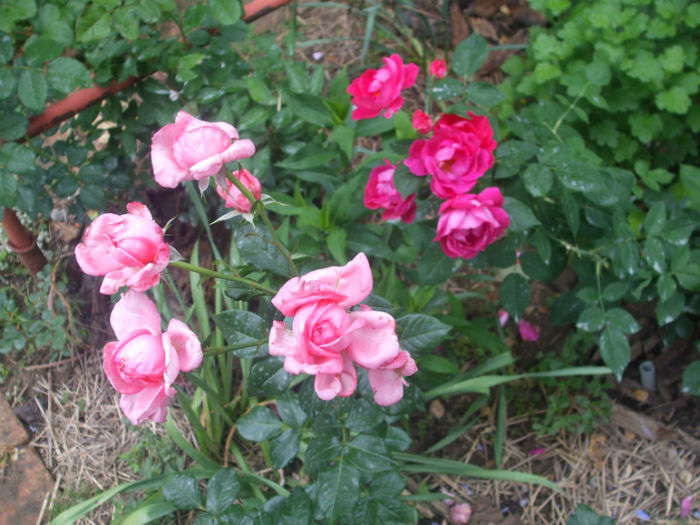 La Rose de Molinard si Prince Stirbey - vara 2013