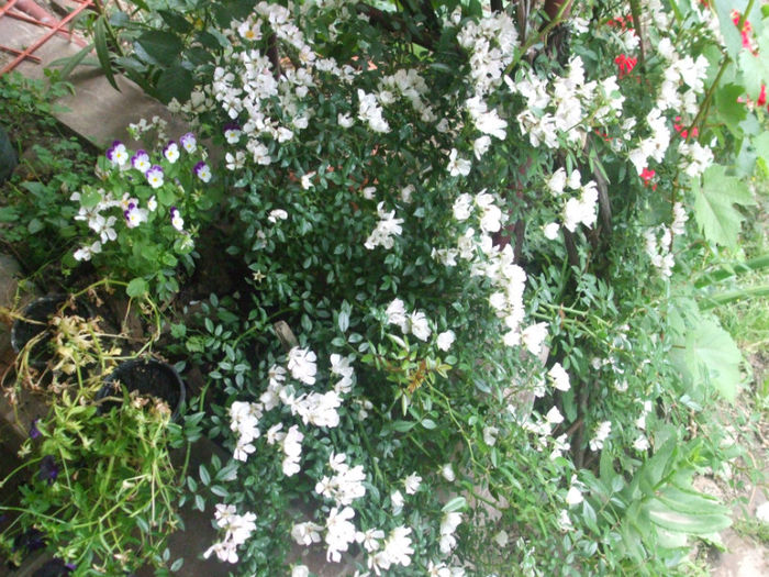 Nozomi - vara 2013