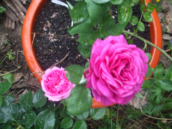 DSCF1589 - vara 2013