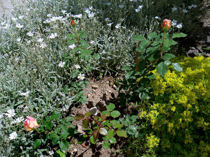 101_9927p1 - ABRAHAM DARBY 2013