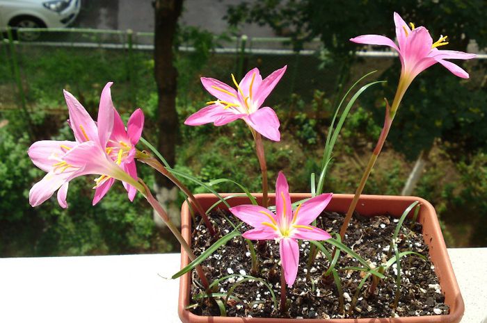 Habranthus robustus; Rain lily, Zephyr lily, Fairy lily
